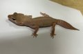 ヒョウモントカゲモドキ　ディアブロブランコ♀ No.1