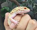 ヒョウモントカゲモドキ　レーダー