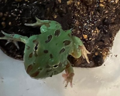 画像5: クラウンウェルツノガエル　グリーン　　