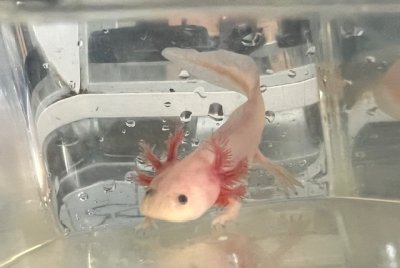 画像2: ウーパールーパー　リューシスティック