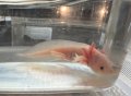ウーパールーパー　リューシスティック