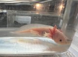 ウーパールーパー　リューシスティック