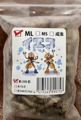 冷凍イエコオロギ　MＬサイズ250匹入り