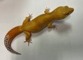 ヒョウモントカゲモドキ　サングロー♂ No.1