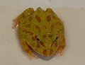 クラウンウェルツノガエル　アルビノ　