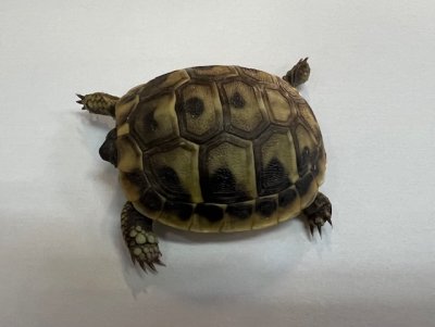 画像7: ヒガシヘルマンリクガメ　