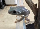 メキシコフトアマガエル　