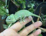 エボシカメレオン♀　