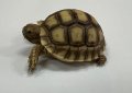 ケヅメリクガメ　