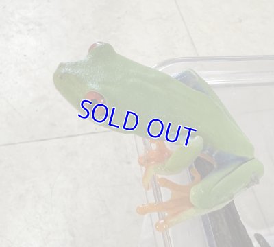 画像1: アカメアマガエル
