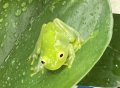 フライシュマンアマガエルモドキ