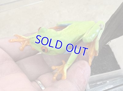 画像2: アカメアマガエル