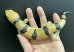 画像5: ピーターズバンデッドスキンク