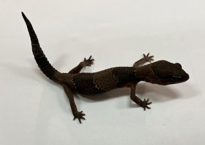 画像4: ニシアフリカトカゲモドキ　WC♀ No.3