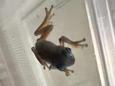 画像5: イエアメガエル　ブルーアイ