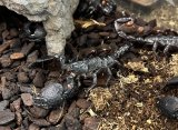 ダイオウサソリ