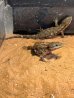 画像5: ヒナタヨロイトカゲ　