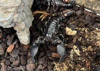 画像2: ダイオウサソリ
