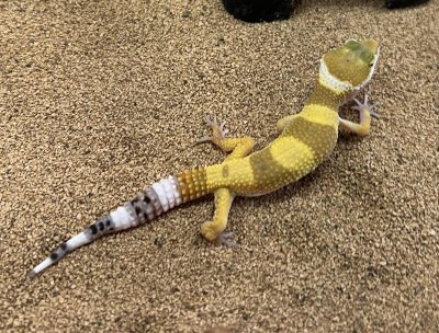 画像5: ヒョウモントカゲモドキ　スーパーハイポタンジェリン