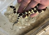 カリフォルニアキングスネーク　 ハイポバンデッド