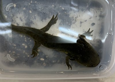 画像2: トウブタイガーサラマンダー　ウォータードッグ