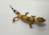 ヒョウモントカゲモドキ　スーパーハイポタンジェリン