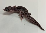 ヒョウモントカゲモドキ　スーパーマックスノー No.2