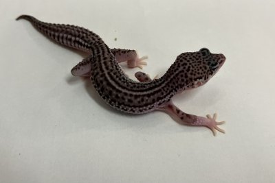 画像4: ヒョウモントカゲモドキ　スーパーマックスノー No.2