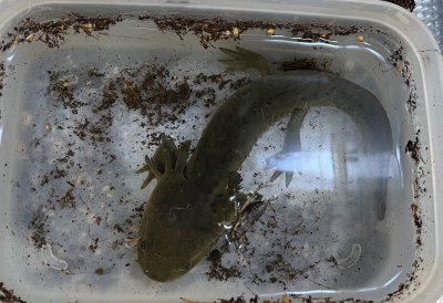 画像4: トウブタイガーサラマンダー　ウォータードッグ
