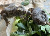 エジプトトゲオアガマ　ヤングサイズ