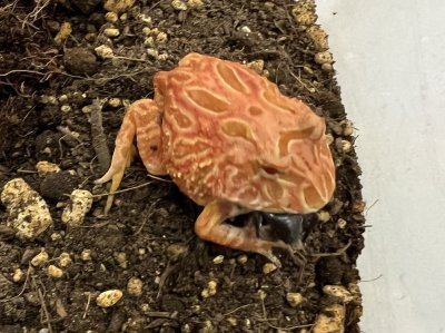 画像2: クラウンウェルツノガエル　ストロベリー　