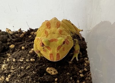 画像5: クラウンウェルツノガエル　アルビノ　