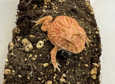 画像5: クラウンウェルツノガエル　ストロベリー　