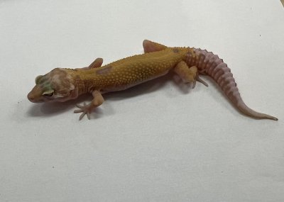 画像2: ヒョウモントカゲモドキ　アプター　