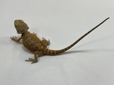 画像2: フトアゴヒゲトカゲ　オレンジハイポ