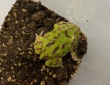 クラウンウェルツノガエル　グリーン　　