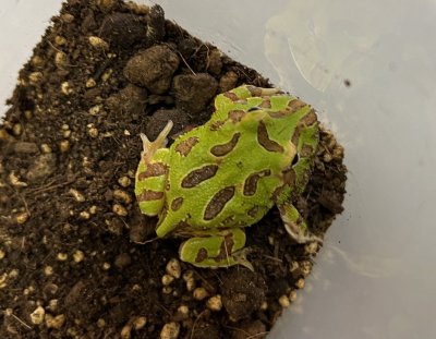 画像1: クラウンウェルツノガエル　グリーン　　