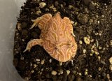 クラウンウェルツノガエル　ストロベリー　
