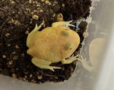 クラウンウェルツノガエル　レモン　