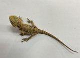 フトアゴヒゲトカゲ　オレンジハイポ