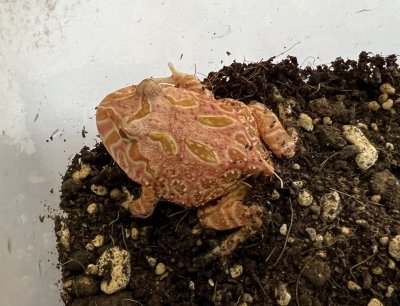 画像4: クラウンウェルツノガエル　ストロベリー　