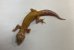 画像4: ヒョウモントカゲモドキ　アプター　