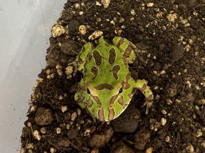 画像2: クラウンウェルツノガエル　グリーン　　