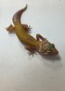 画像5: ヒョウモントカゲモドキ　アプター　