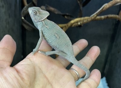 画像2: エボシカメレオン♂