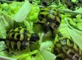 ヒガシヘルマンリクガメ　