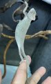画像3: エボシカメレオン♂