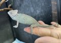 エボシカメレオン♂
