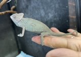 エボシカメレオン♂