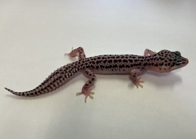 画像1: ヒョウモントカゲモドキ　スーパーマックスノー No.2